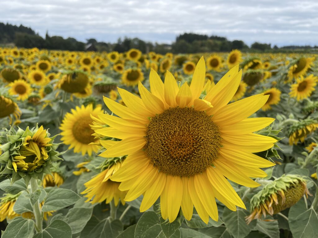 Field of sunflowers