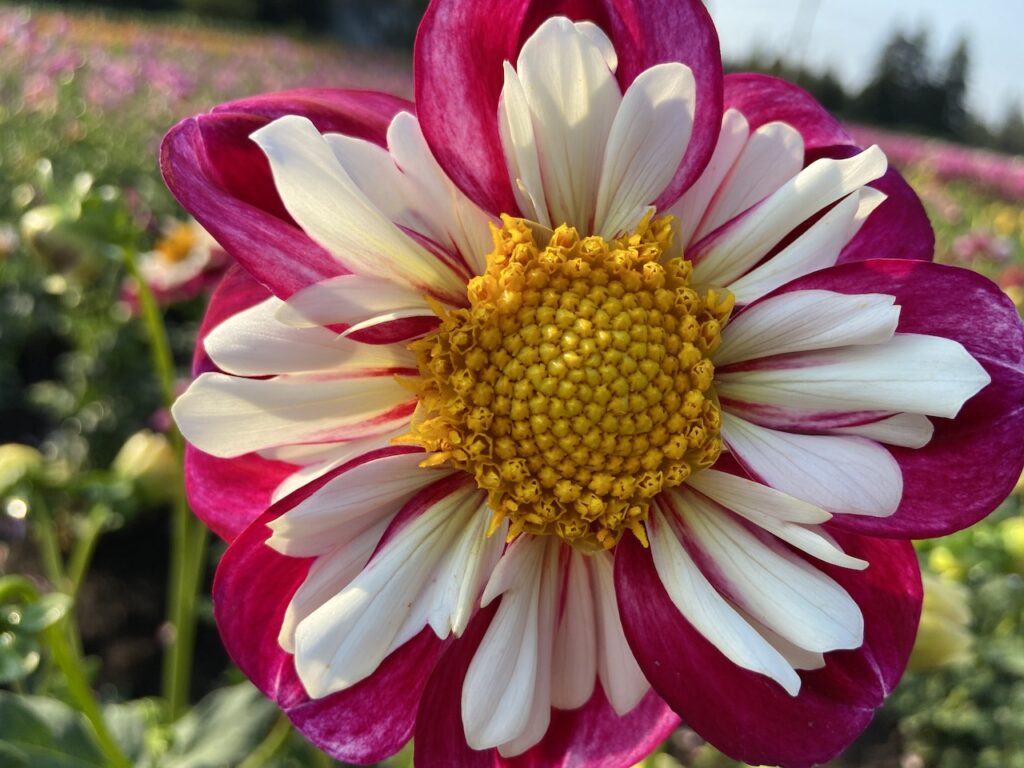 Garden Flower